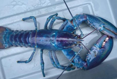 Lobster Langka Berwarna-Warni: Membuka Tabir Misteri Genetik