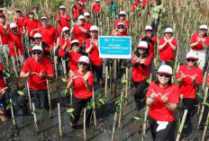 Yayasan WINGS Peduli Gelar Aksi Hijau: Penanaman Ratusan Pohon Mangrove di PIK