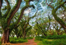 Keren Banget, Ini Rekomendasi Wisata Banyuwangi yang Wajib Dikunjungi