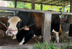 Sapi Kurban Presiden Bakal Disalurkan ke Kawasan Padat Penduduk