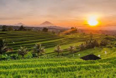 Melihat Desa Ubud, Gianyar, Bali: Pusat Seni, Budaya, dan Ketenangan