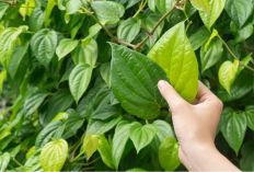 11 Manfaat Daun Sirih untuk Kesehatan yang Masih Jarang Diketahui