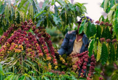Jelang Panen Raya Harga Kopi Anjlok