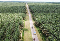 Dari Korupsi ke Energi Hijau: 221 Ribu Hektare Sawit Sitaan Diolah Jadi Biodiesel