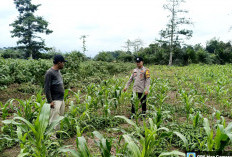 Petani Lahat Keluhkan Pupuk dan Hama