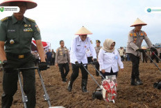 Jagung Serentak Ditanam!