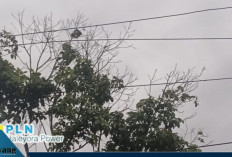 Listrik Padam Massal di Empat Lawang! Warga Menjerit, PLN Ungkap Penyebab Pohon Tumbang dan Sambaran Petir