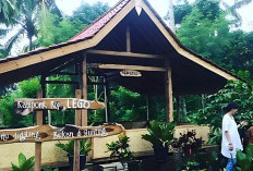Kopi Lego Gombengsari Hadirkan Wisata Edukasi Kopi Autentik di Lereng Ijen
