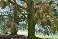 Durian Musang King: Panduan Lengkap Masa Panen dan Teknik Penanaman