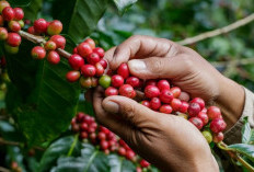 Petani Empat Lawang Terkendala Konsistensi Produksi