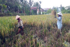 Panen Padi Lebih Cepat