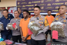 Kapolresta Jayapura Kota Ungkap Penangkapan Penyelundup Ganja Asal Papua Nugini