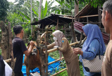 Pemkab Lahat Perketat Pengawasan Ternak