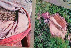 Terungkap! Ladang Ganja 20 Hektare di Empat Lawang Ternyata Berada di Kawasan Hutan Bukit Barisan
