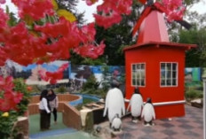 Taman Jepang Chan-Chan: Pengalaman Seru Ala Negeri Sakura di Bandar Lampung