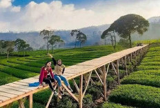 Ini 5 Tempat Wisata di Bogor Ini Cocok buat Kaum Introvert, Suasana Tenang dan Tiket 