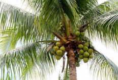Harga Kelapa Melonjak: Permintaan Ekspor Tinggi, Pasokan Dalam Negeri Menipis