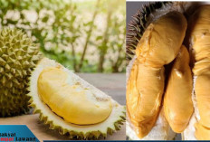 5 Durian Termahal di Dunia, Salah Satunya dari Indonesia