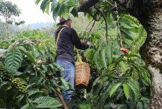 Petani Muda Yogi siap harumkan Indonesia