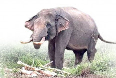 Gajah Masuk Kampung Akibat Hutan Berubah Fungsi Jadi HTI