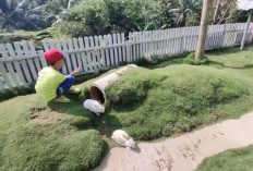 Liburan Edukatif di Lampung: Serunya Interaksi Langsung dengan Hewan di Tengah Alam