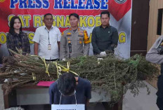 Ratusan Batang Ganja Siap Panen Berhasil Diamankan