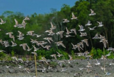 Semenanjung Banyuasin, Surga Burung Migran Siberia