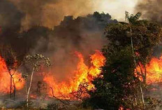 Fantastis, Kerugian Kebakaran Hutan di Jambi Capai Rp 7 Triliun