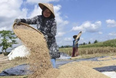 Harga Gabah di Sumsel Anjlok