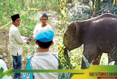 Ibu Hamil Tewas Diserang Kawanan Gajah Liar di Musi Rawas