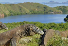 Mengenal Komodo Lebih Dekat: Petualangan Edukatif di Timur Indonesia