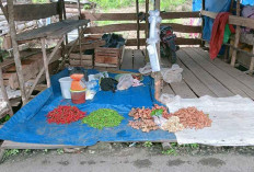 Harga Cabe di Empat Lawang Turun