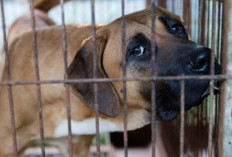 Seekor Anjing Pemburu Babi Diduga Disiksa di Gununghalu, Bandung Barat