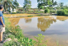 Ubah Rawa Terbengkalai Jadi Kolam Ikan Produktif