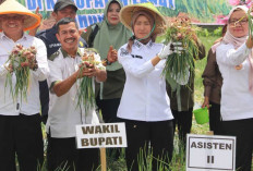 Panen Bawang Merah, Strategi Ampuh Tekan Inflasi