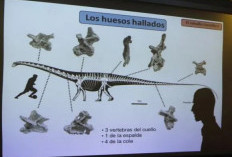 PENEMUAN BARU: Fosil Dinosaurus Terbesar Ditemukan di Argentina