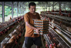 BGN Ancam Tutup Dapur MBG yang Tak Beli Telur dari Peternak, Dorong Ekonomi Lokal Bangkit