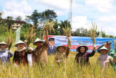 Pemkot Pagar Alam Targetkan 6 Ton Gabah Kering Setiap Panen