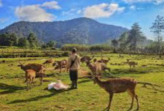 Kampung Cai Ranca Upas: Destinasi Wisata Alam di Bandung yang Menyegarkan