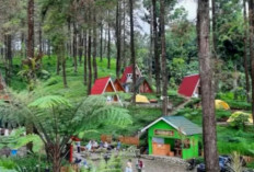Rekomendasi Penginapan Murah di Tengah Hutan Bogor untuk Menghindari Kemacetan