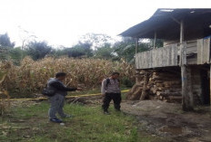 Tragedi Pembunuhan Pasutri Guncang Talang Rimbo Lama, Rejang Lebong
