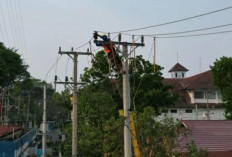  PT PLN UID S2JB Lakukan Penelitian Penyebab Gangguan Transmisi SUTT 275 kV Lubuklinggau-Lahat.