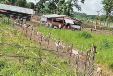 Kembangkan Ternak Kambing Etawa di Desa Ulak Pandan