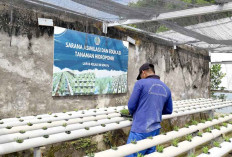 Lapas Sekayu Kembangkan Budidaya Kangkung Hidroponik
