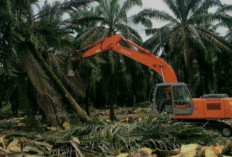 194 Perusahaan Sawit Babat Hutan Secara Ilegal, Pemerintah Siap Bertindak!