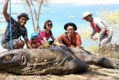 BTNK Rencanakan Penutupan Sementara Taman Nasional Komodo untuk Pemulihan