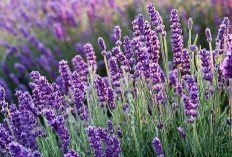 9 Manfaat Bunga Lavender untuk Kesehatan