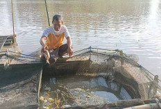 Pembudidaya Ikan Kerambah Merugi Akibat Cuaca Panas Ekstrem