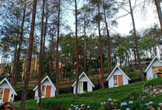 Sakura Hills Tawangmangu, Destinasi Wisata Ala Jepang di Kaki Gunung Lawu, Cuma 2 Jam dari Klaten