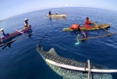 Hiu Paus Botubarani Raib! Wisatawan Kecewa, Objek Wisata Terancam Mati Suri